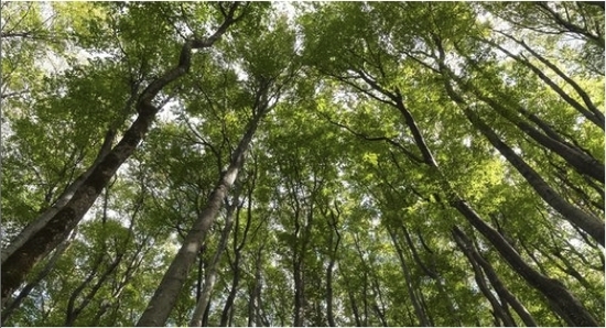 Comité des Baliveaux: Le Bois de Cires-lès-Mello (60)