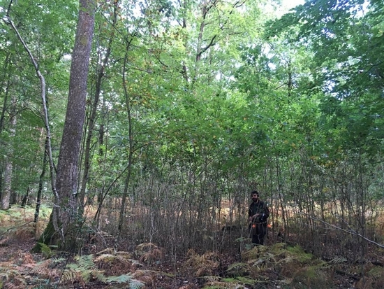 Comité des Baliveaux : Bois de la Brandelle (77)