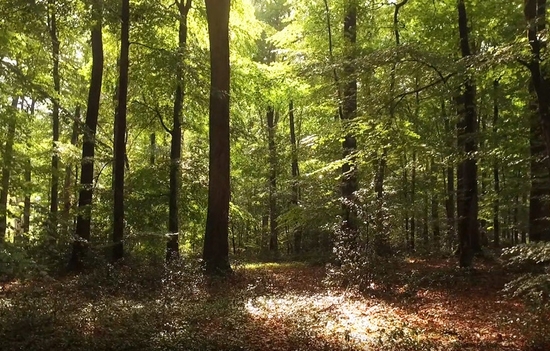 Comité des Baliveaux : Le massif de Bertranges (58)