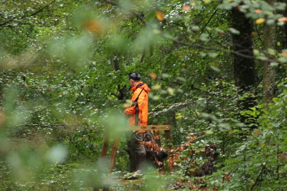 Webinaire équilibre Forêt - Gibier : Mise en place de la Traque-Affût